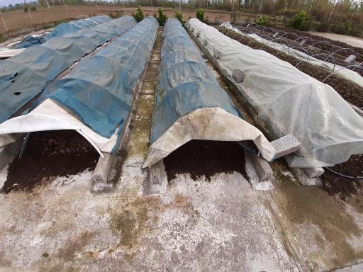 عکس ورمی کمپوست ویشکا