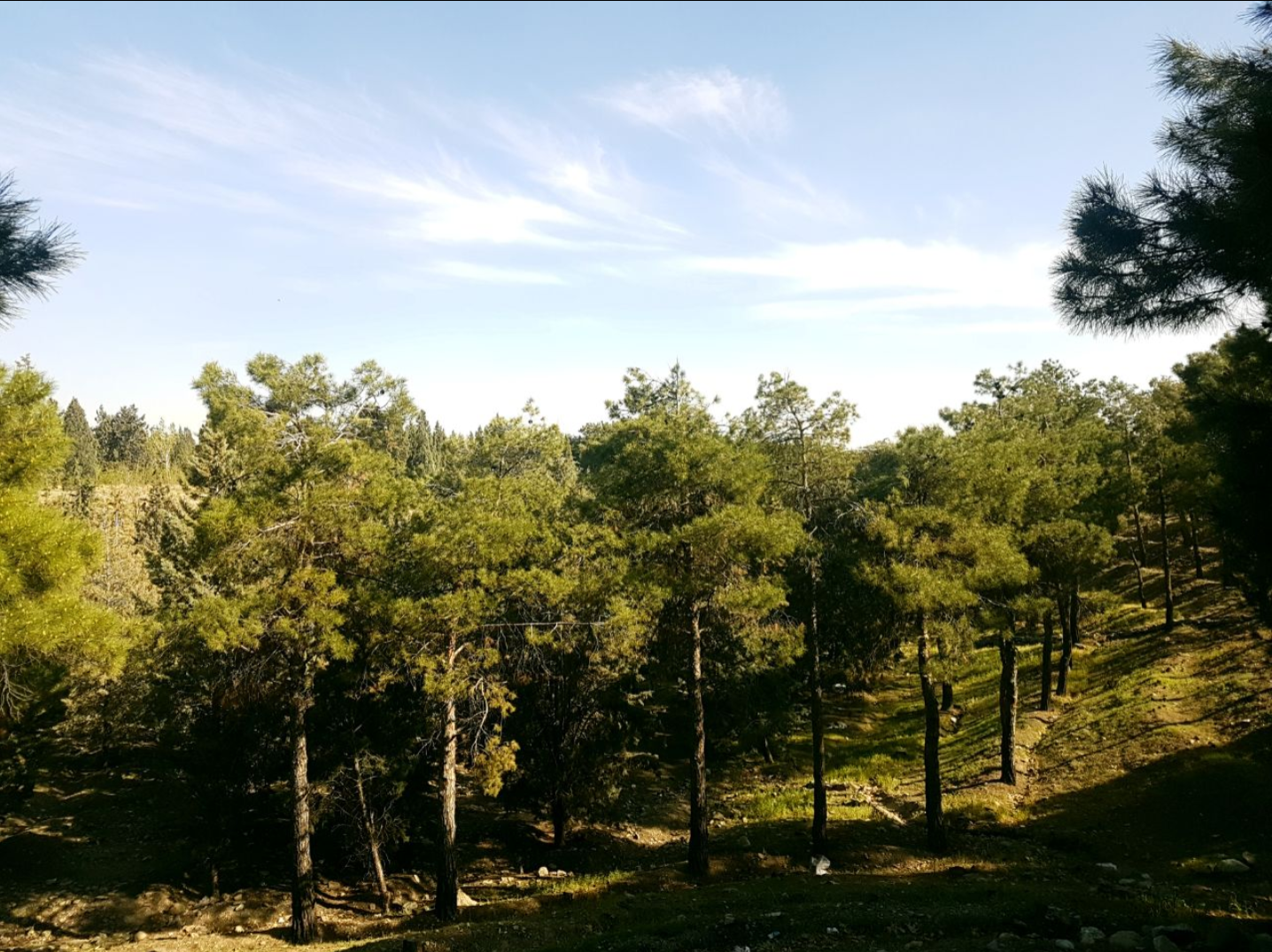 عکس بوستان جنگلی خرگوش دره