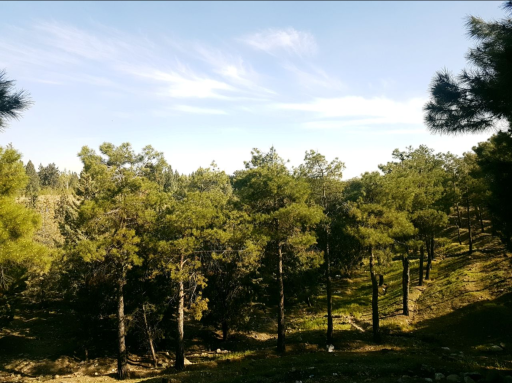 بوستان جنگلی خرگوش دره