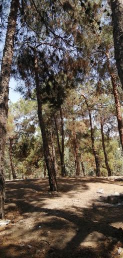 عکس بوستان جنگلی خرگوش دره