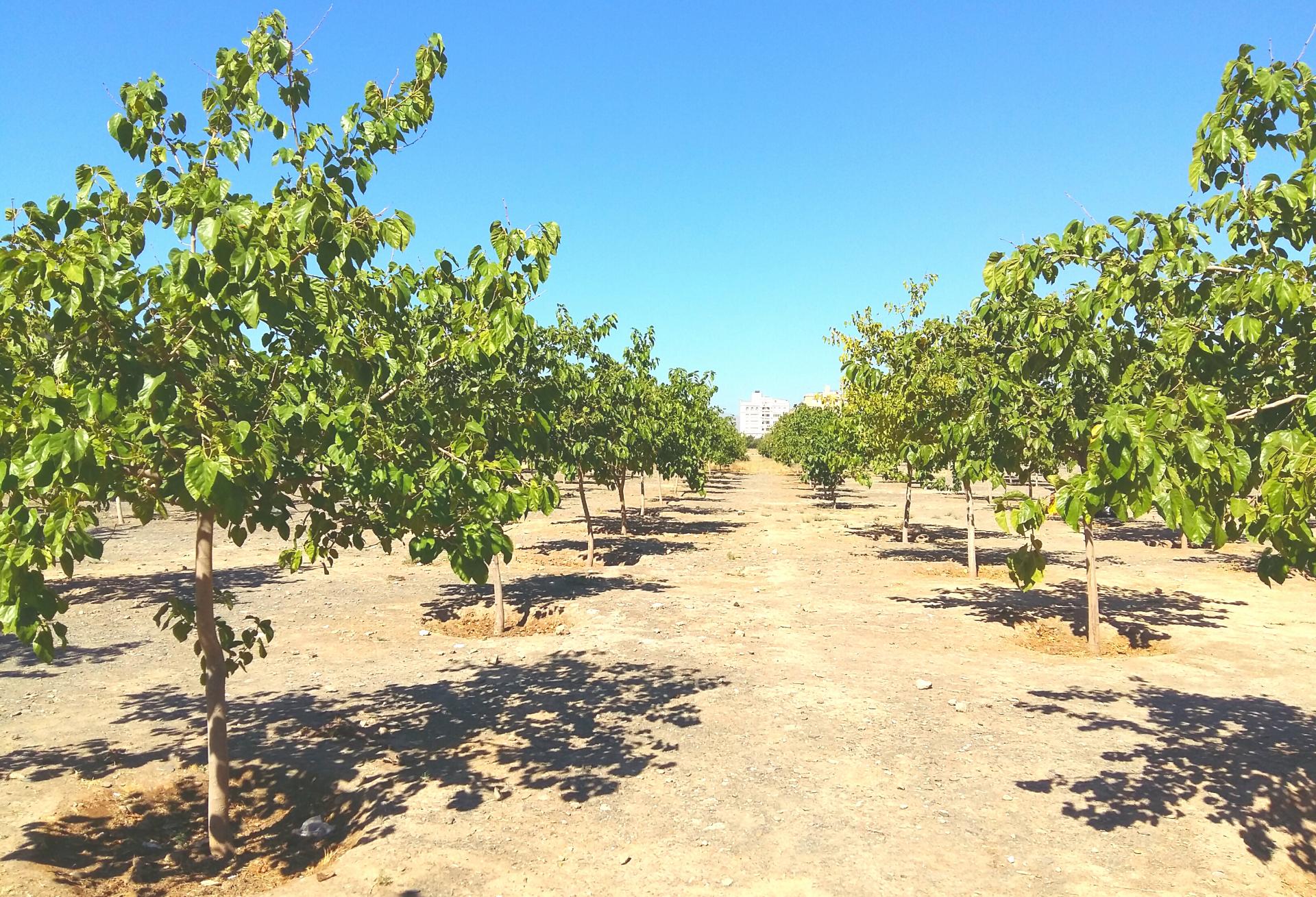 عکس پارک جنگلی نادر شهر