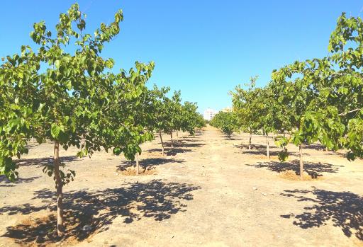 عکس پارک جنگلی نادر شهر