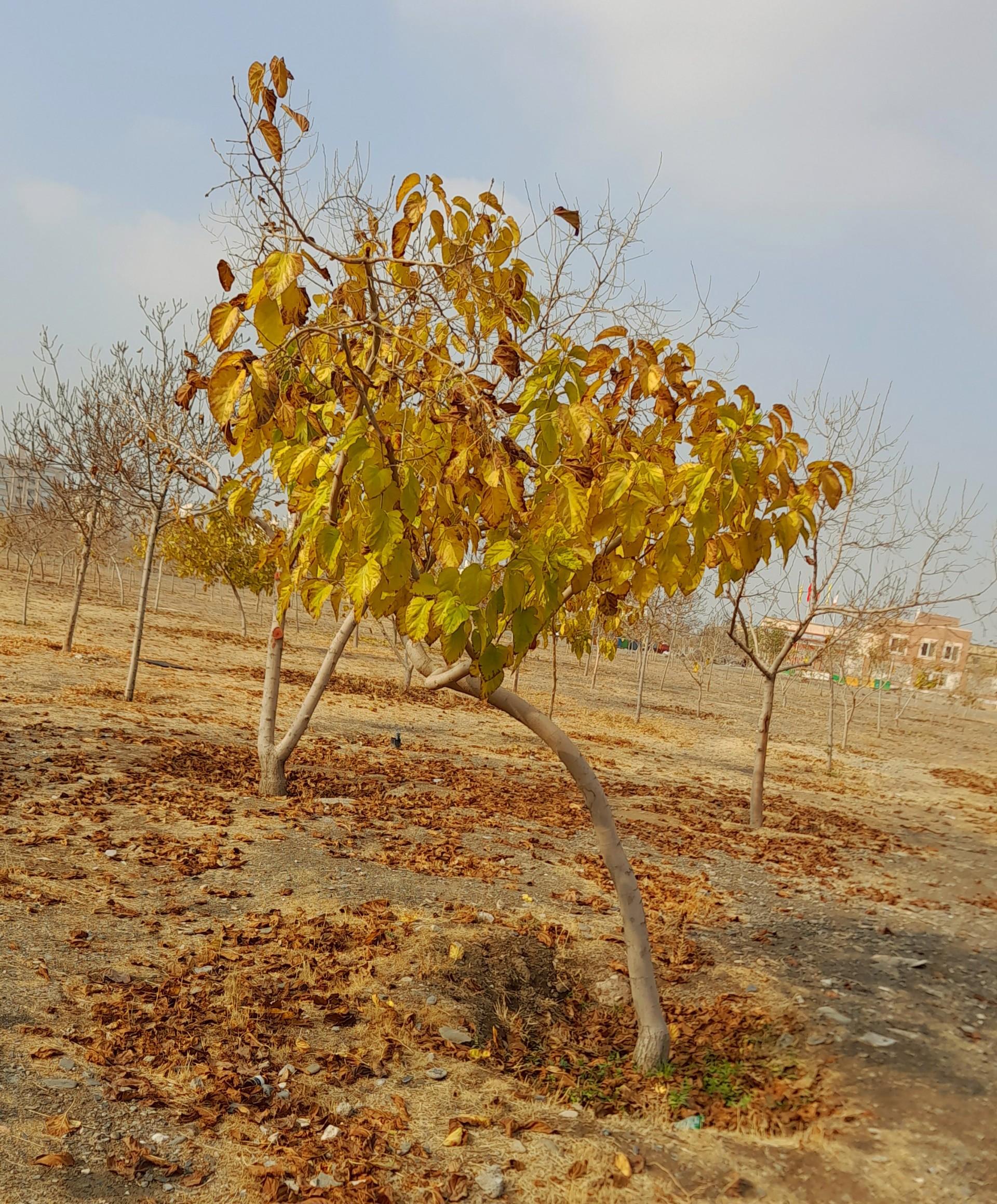 عکس پارک جنگلی نادر شهر