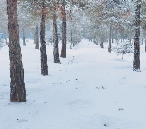 بوستان جنگلی خرگوش دره
