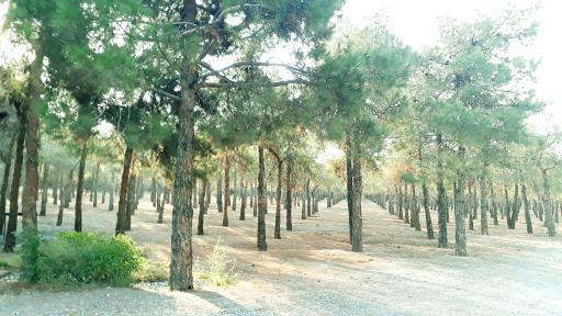 عکس بوستان جنگلی خرگوش دره