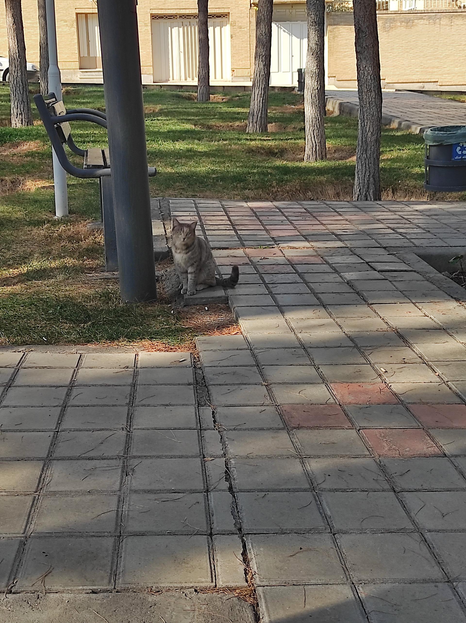 عکس بوستان کاج 2