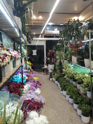 عکس گلسرای ایران ارکیده
