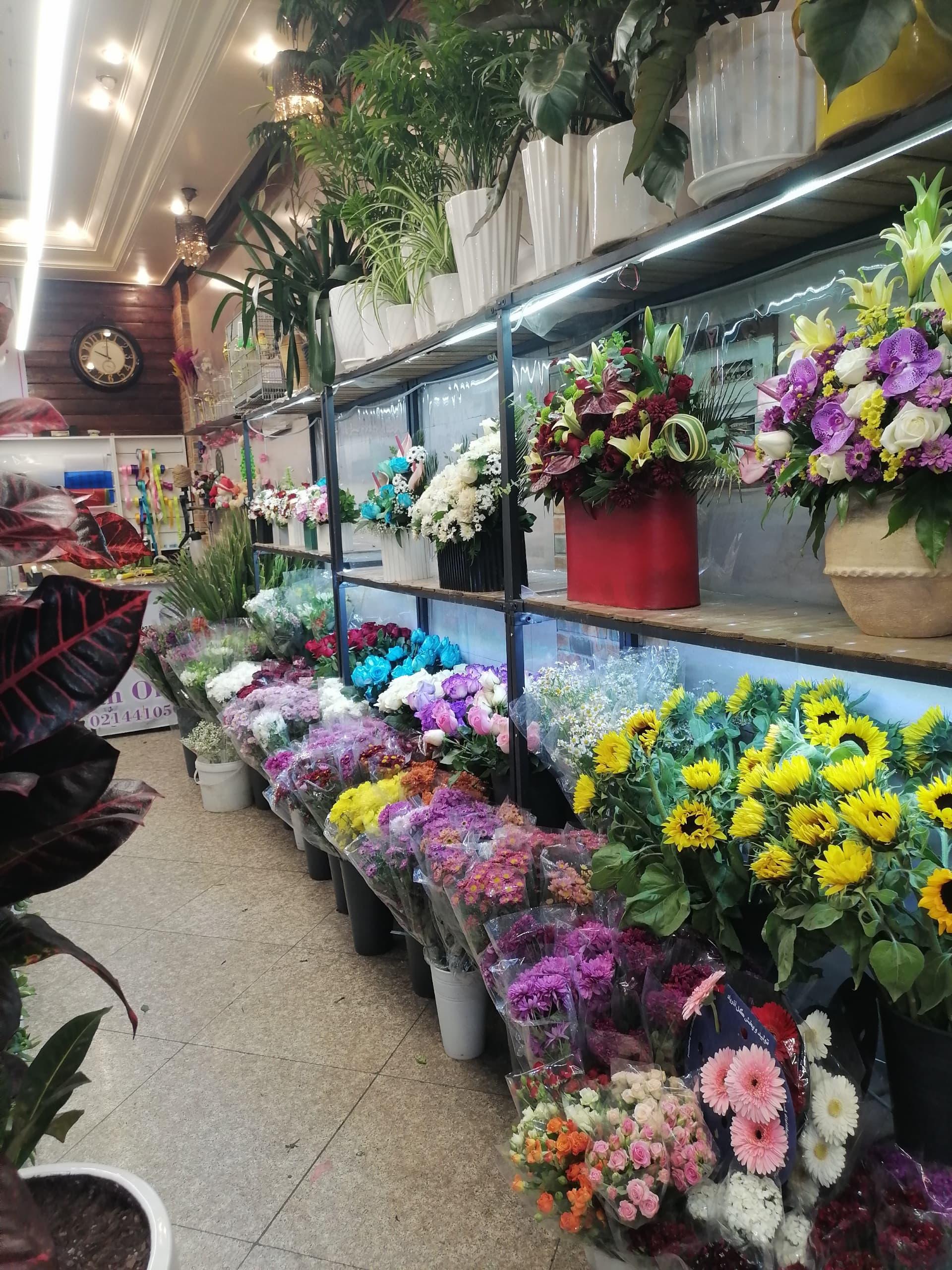 عکس گلسرای ایران ارکیده