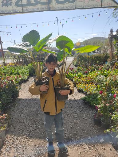 عکس گلخانه تایماز