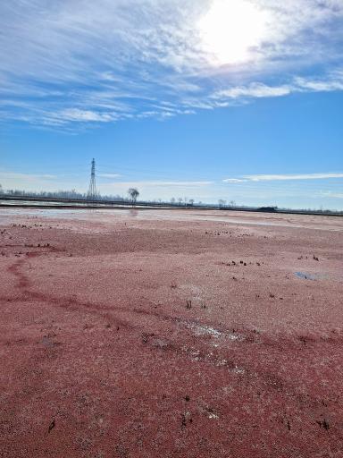 عکس تالاب شیرا