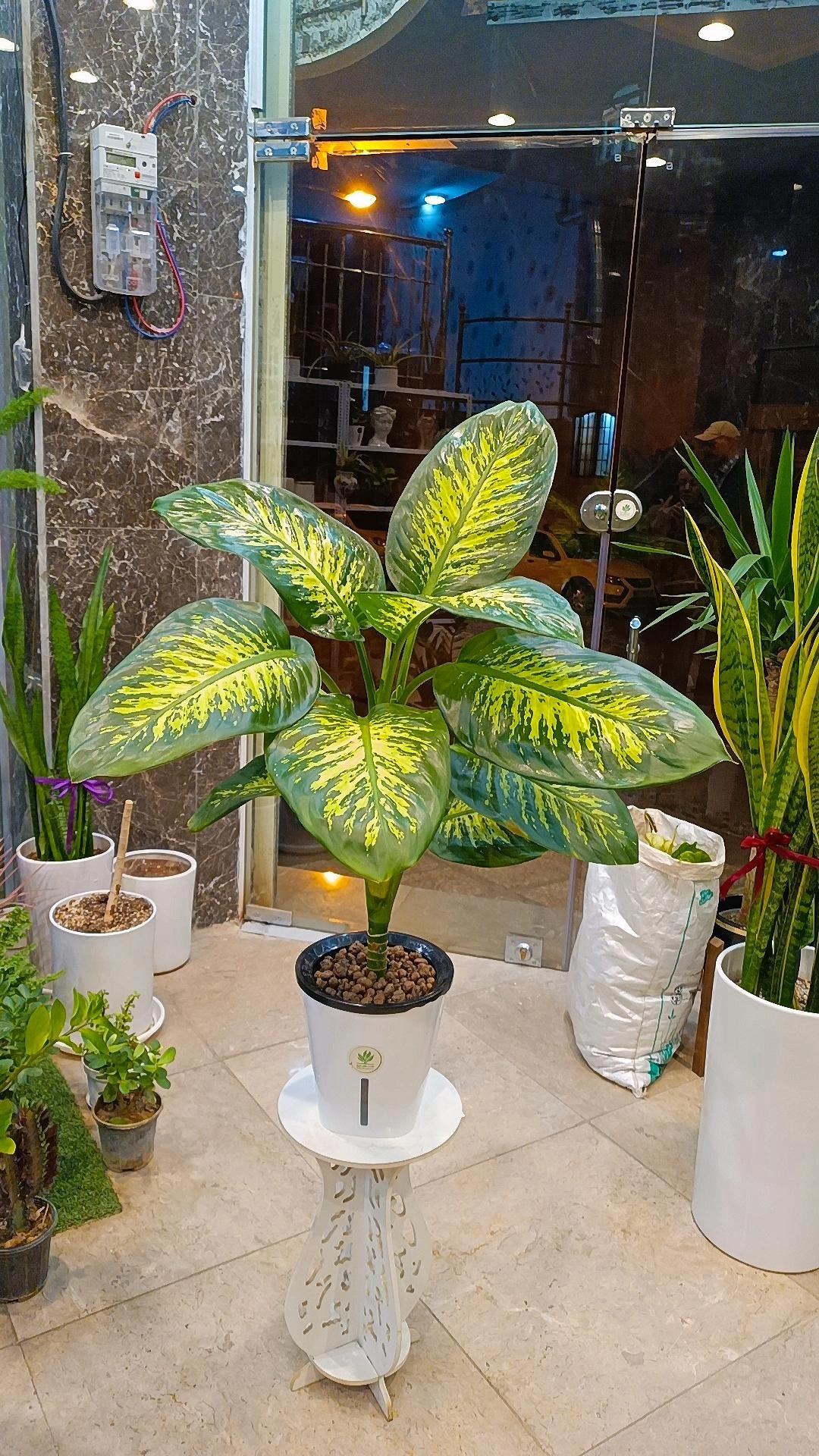 عکس کافه گل هیوا