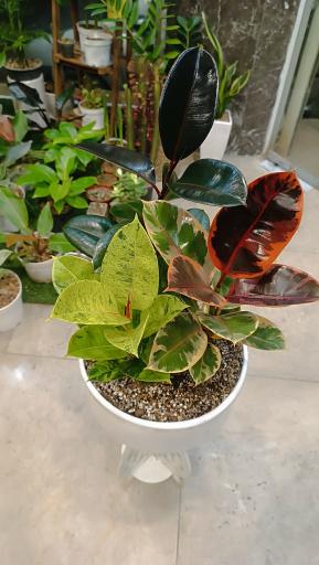 عکس کافه گل هیوا