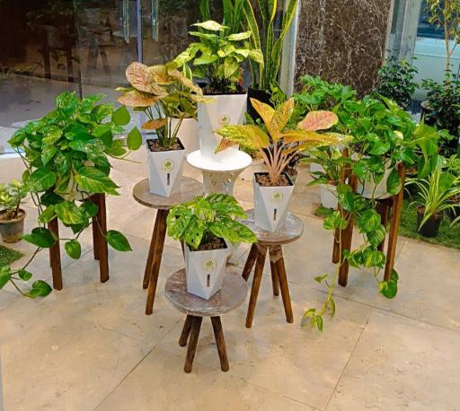 عکس کافه گل هیوا