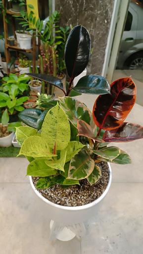 عکس کافه گل هیوا