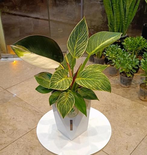 عکس کافه گل هیوا