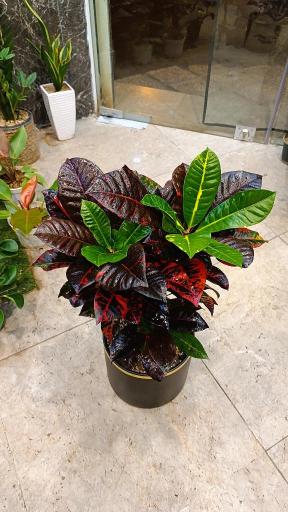 عکس کافه گل هیوا