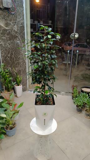 عکس کافه گل هیوا