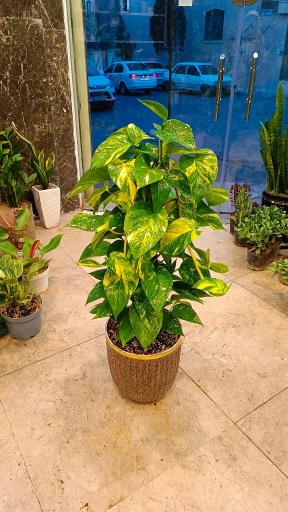 عکس کافه گل هیوا