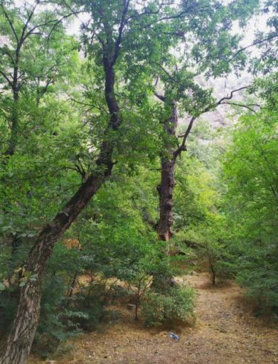 عکس گونه کلا