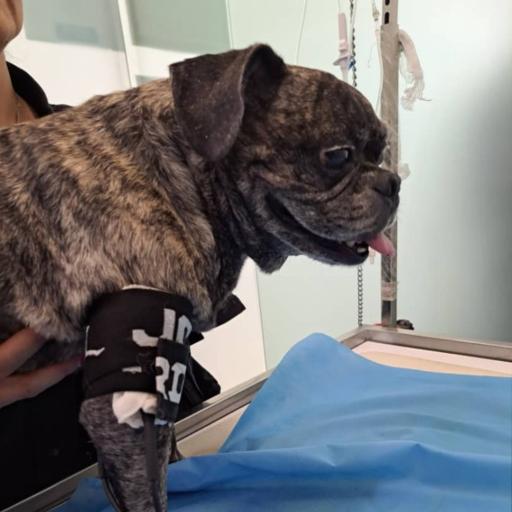 عکس کلینیک فیزیوتراپی حیوانات دکتر ذاکریان