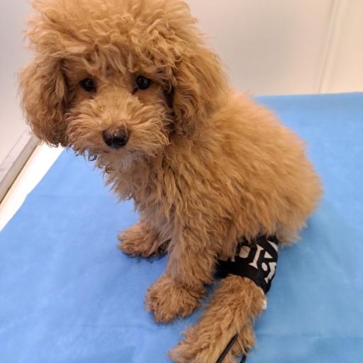 عکس کلینیک فیزیوتراپی حیوانات دکتر ذاکریان