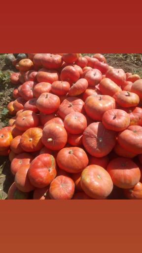 عکس پخش محصولات کشاورزی 