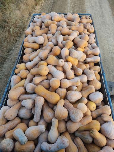 عکس پخش محصولات کشاورزی 