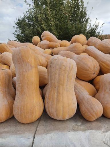 عکس پخش محصولات کشاورزی 