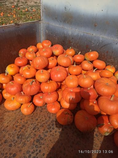 عکس پخش محصولات کشاورزی 