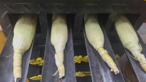 عکس کافه شانار عسلویه 