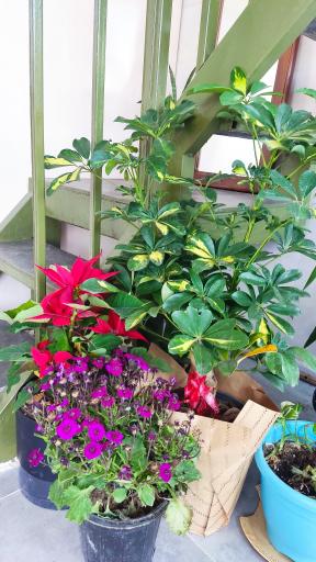 عکس سین کافه