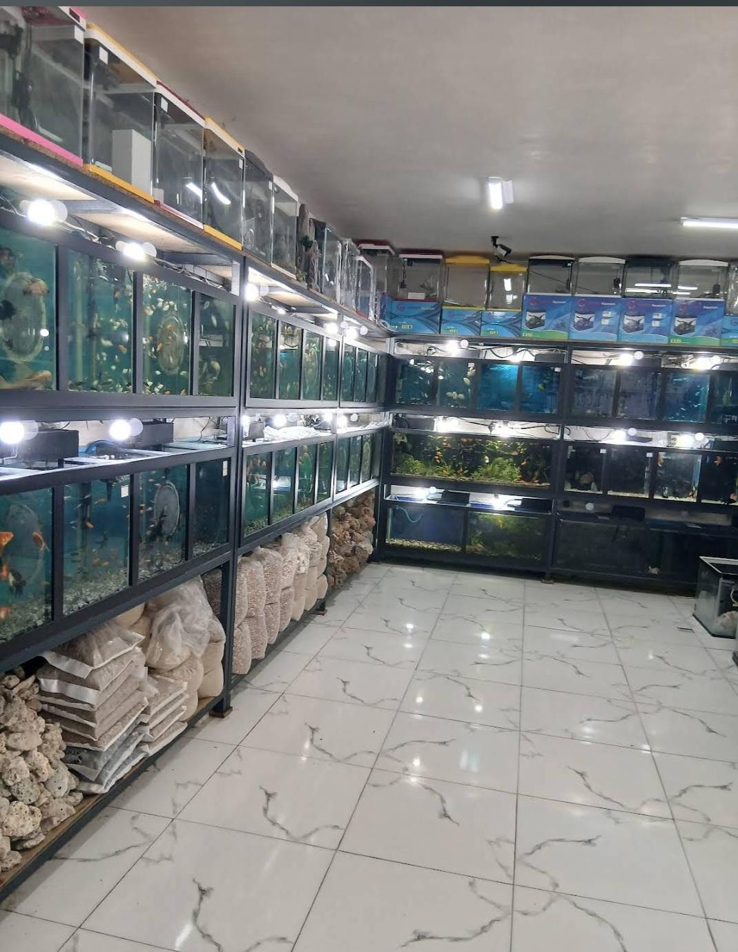 عکس آکواریوم اسکار