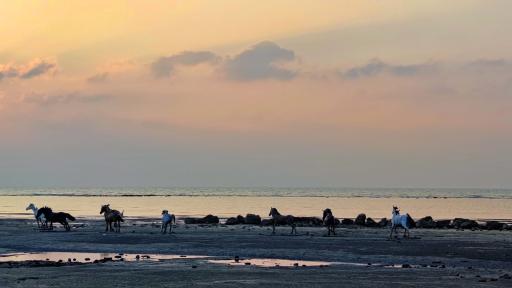 عکس مجسمه گله اسب ها