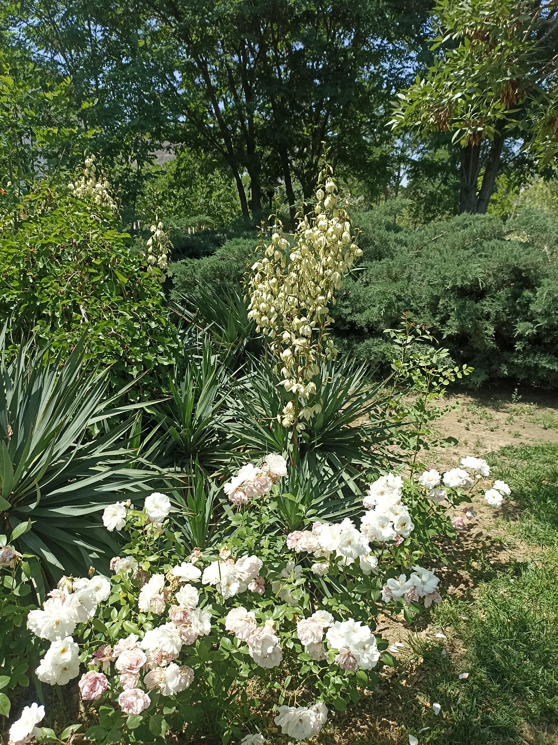 عکس پارک یاس