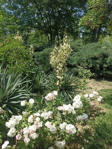 عکس پارک یاس