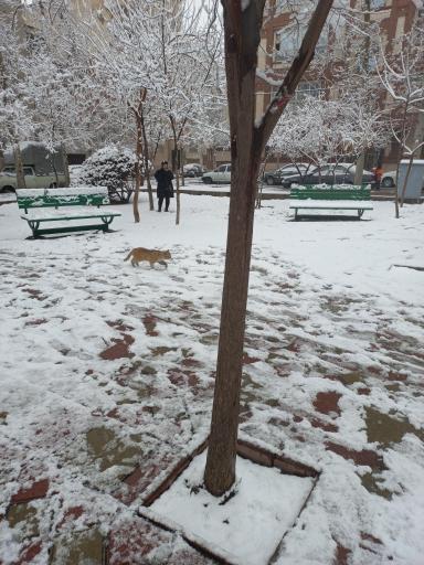 عکس میدان ۷۷