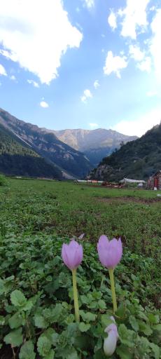 عکس دشت دریاسر