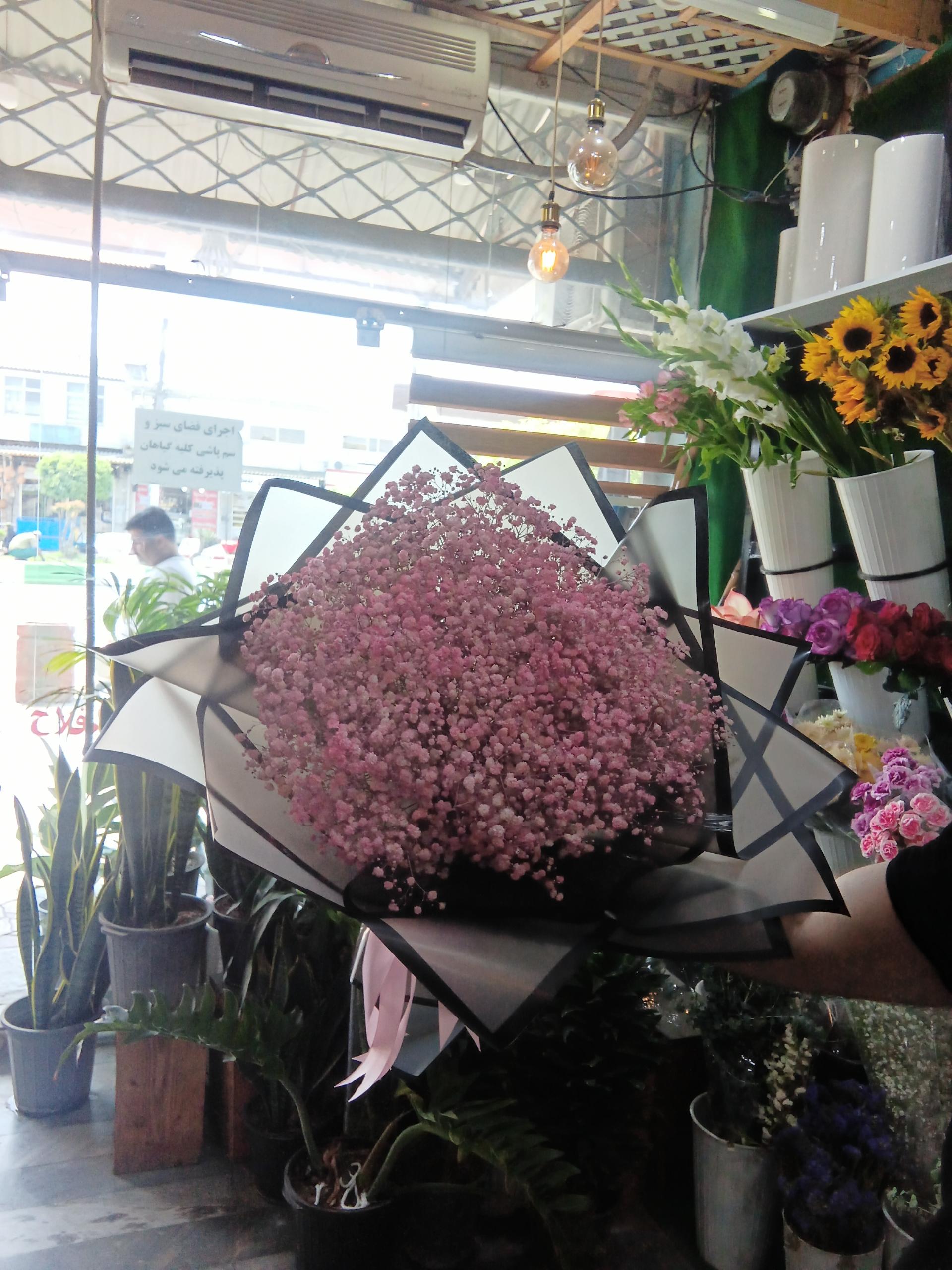 عکس گل شهر گل ناز