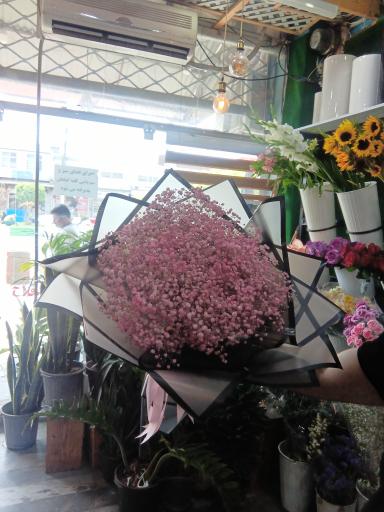 عکس گل شهر گل ناز