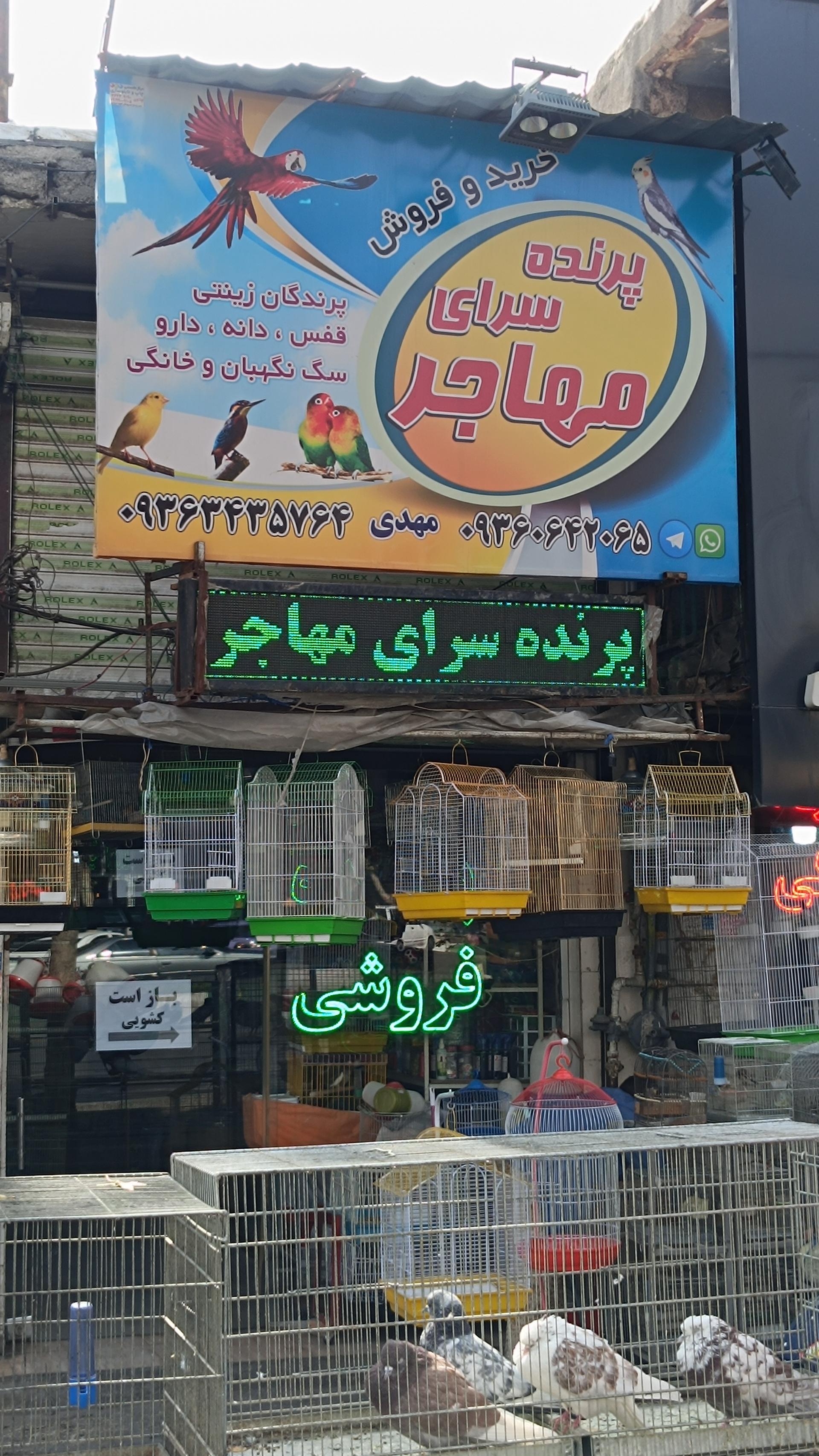 عکس پرنده سرای مهاجر