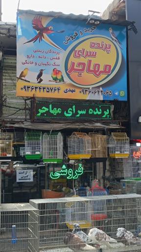 عکس پرنده سرای مهاجر