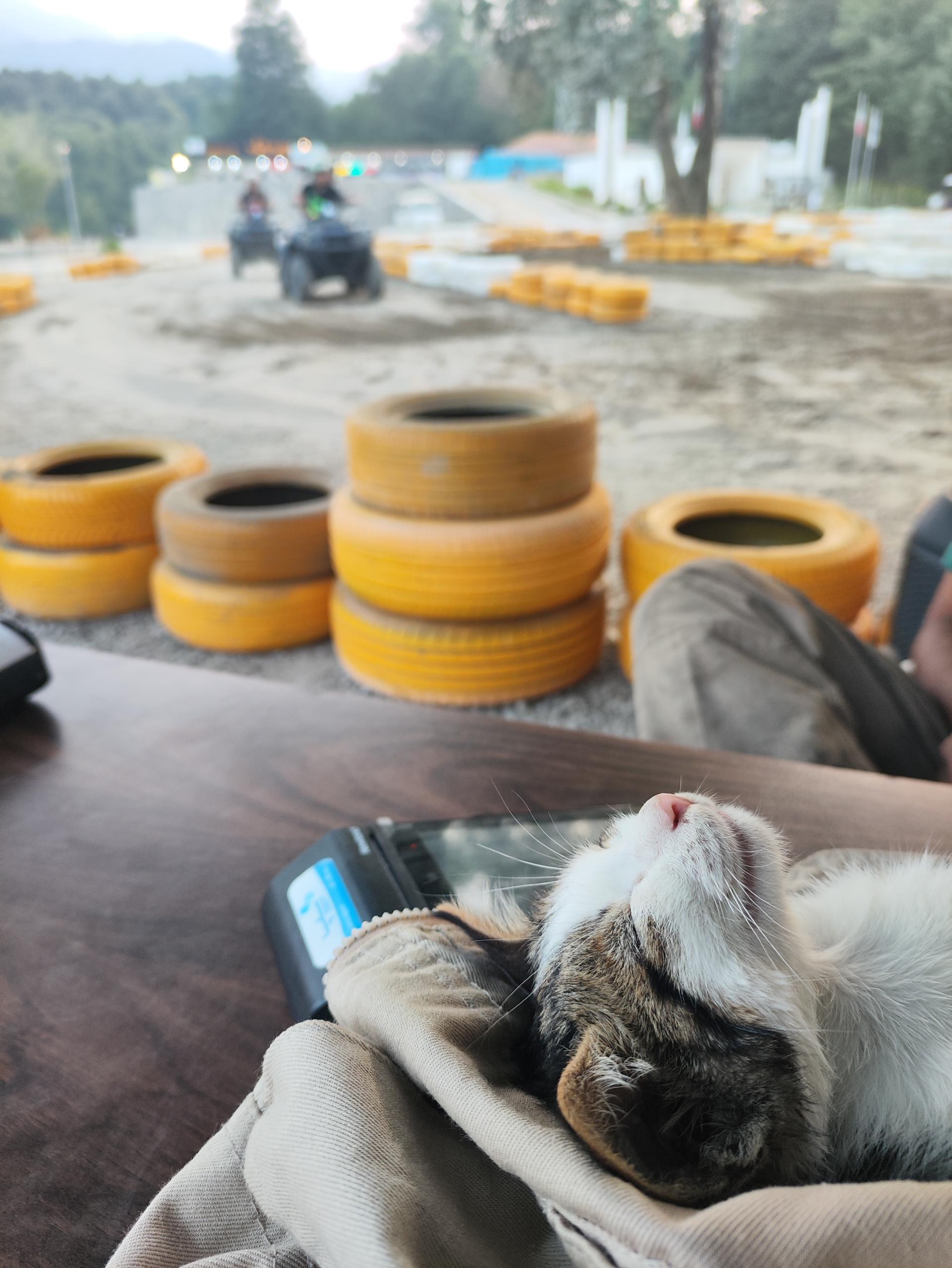 عکس پارک جنگلی الیمالات