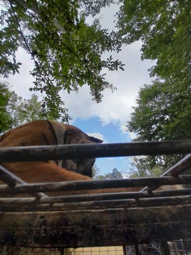 عکس پارک جنگلی الیمالات