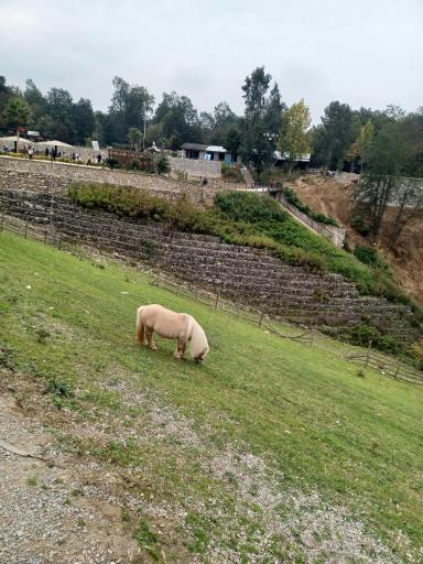 عکس پارک جنگلی الیمالات