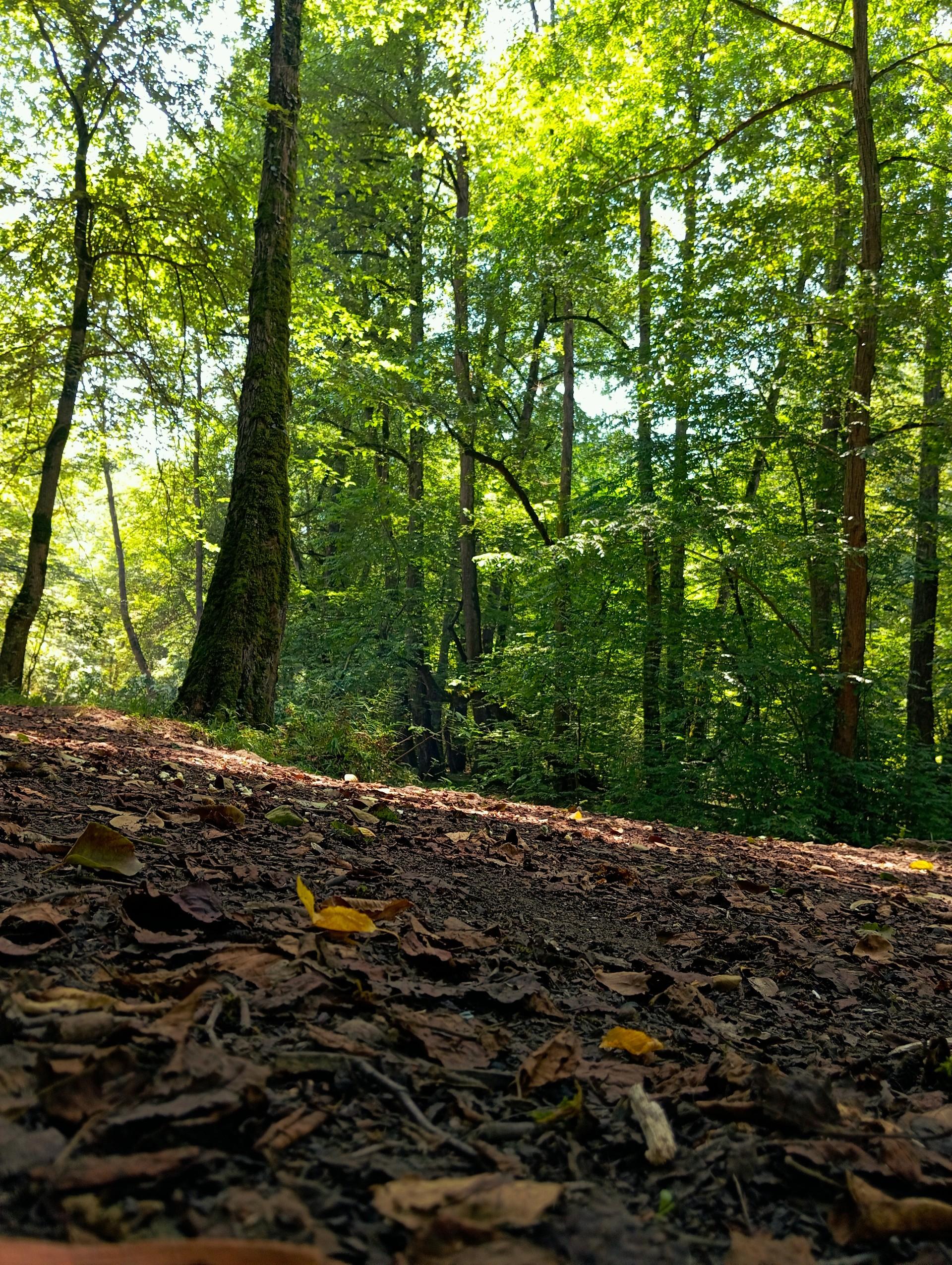 عکس پارک جنگلی الیمالات