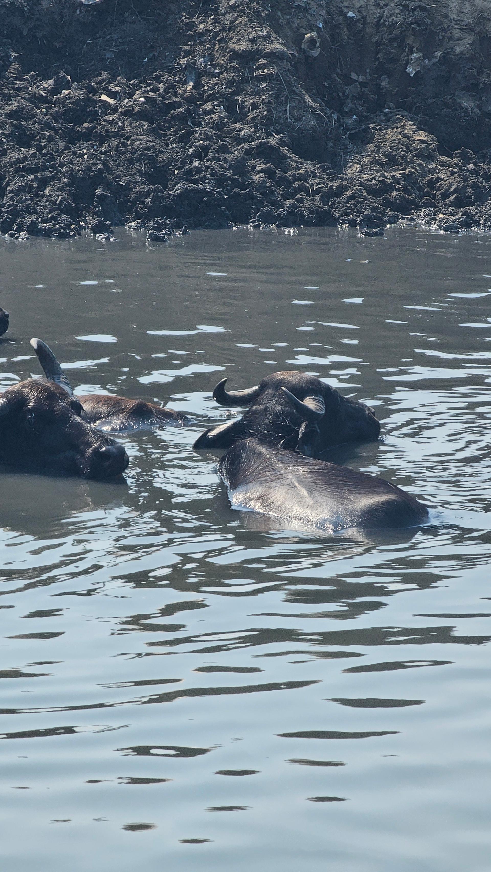 عکس مرکز بازدیدکنندگان تالاب انزلی