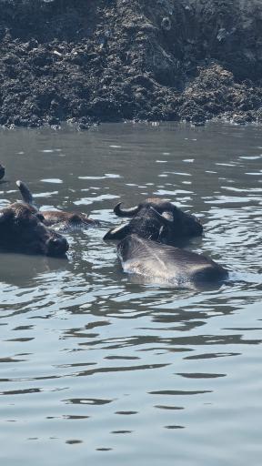 مرکز بازدیدکنندگان تالاب انزلی