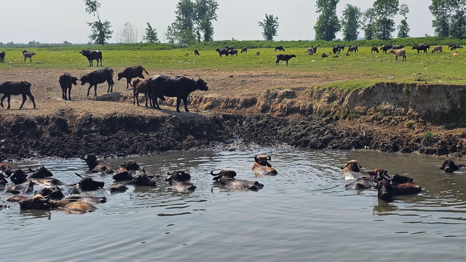 عکس مرکز بازدیدکنندگان تالاب انزلی