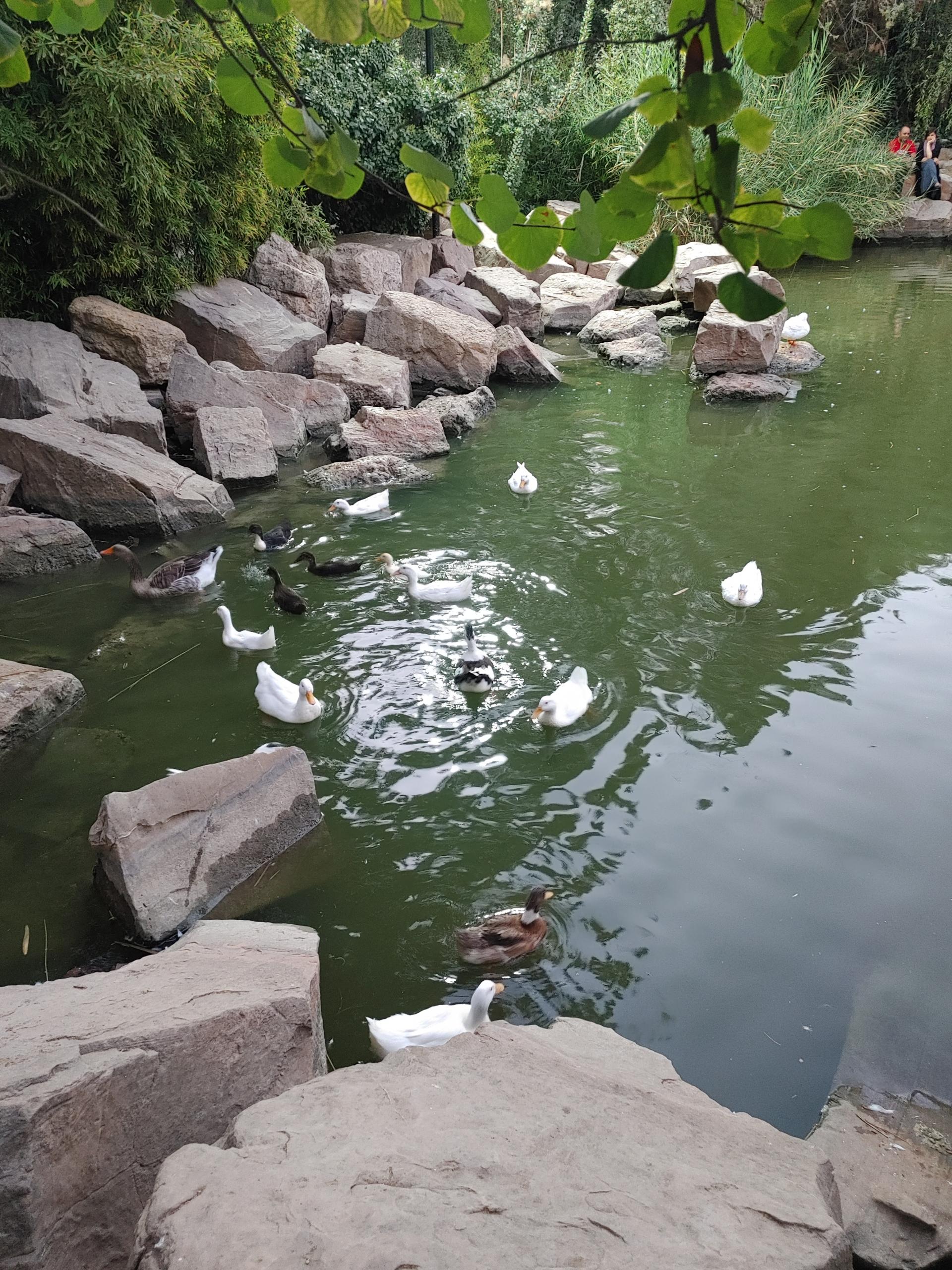 عکس باغ ارم