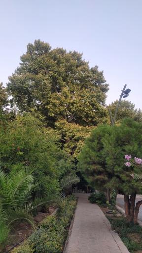 عکس باغ ارم